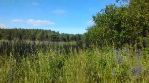 В заброшенную деревню за земляникой. Набрали клубники в лесу.