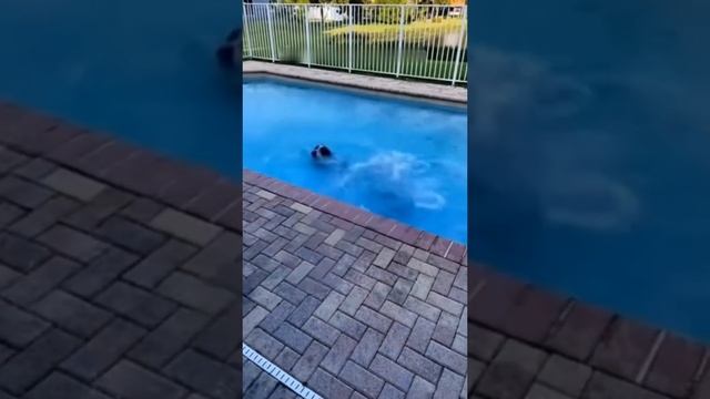 #смешныевидео #животные