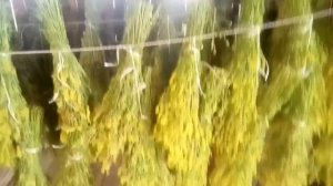 Зарабатываем на травах. Заготовка донника.