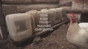 Это должно быть в курятнике с курами всегда