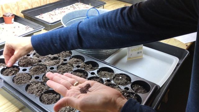 Growing Oregano under grow lights