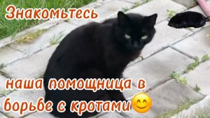 Самая умная кошка! Наша помощница в борьбе с кротами!