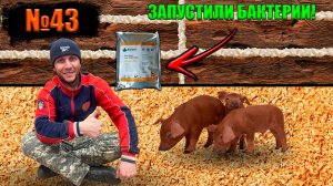 №43 Запустил бактерии(живые) в новом сарае (свинарнике).👍