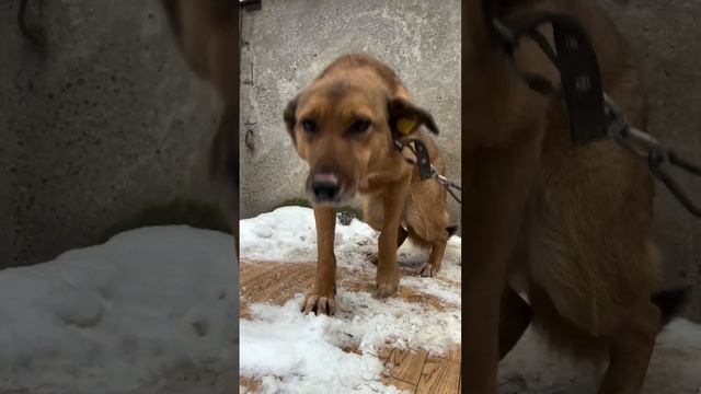 Осенька всё так же проводит каждый свой день на короткой цепи, на дальней будке