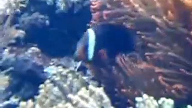 Cinnamon Clownfish смотреть онлайн