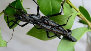 Haltungstipps für Anisomorpha paromalus
