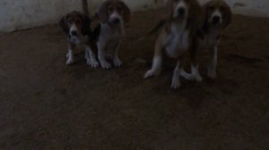 Foxhound Americano 3 meses