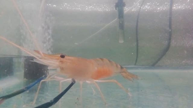 креветка розенберга ,икра смотреть онлайн