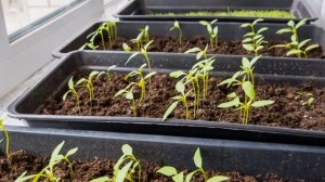 Рассада томатов . Буква А. Обработка семян перед посевом