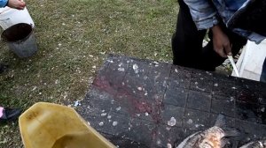 Поездка в деревню. РАЗДЕЛКА КАРПА. Подготовка к вялению.