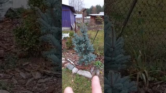 Ель  голубая Изели(Айзели) Фастегиата ГАЛИСАД ЧЕРЕПОВЕЦ
