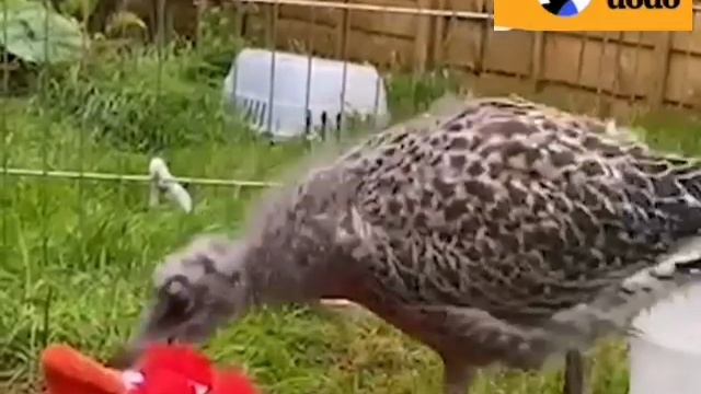 Птенец чайки. The Dodo