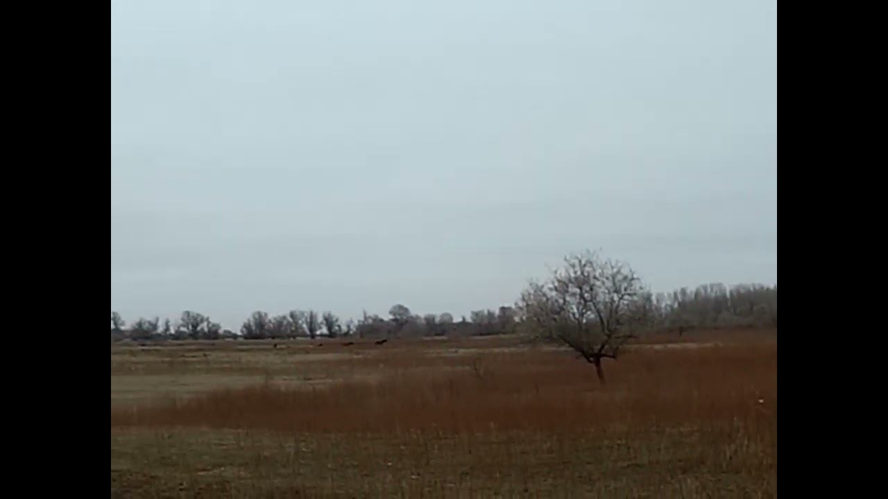 4.12.2024 ЧТО ДЕЛАТЬ? : ЛПХ В ОПАСНОСТИ смотреть онлайн