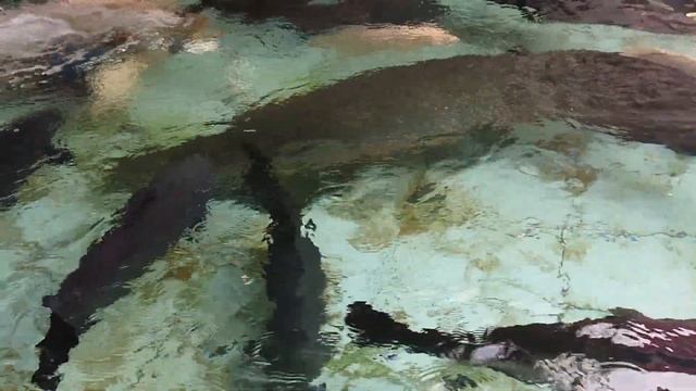 Arapaima Gigas in my fish pond #catfish #arapaima #turtle #amazon #shorts #video #viral