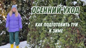 Как сохранить туи зимой