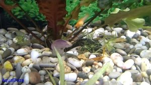 Как правильно кормить аквариумных рыбок сухим кормом.