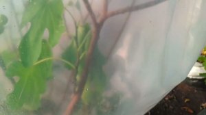 Эксперимент с Рубадо