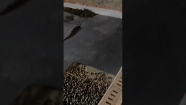 Полусухая стяжка пола с утеплением. Заявки с объёмами на полусухую стяжку пола #shorts #short