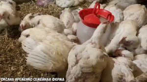 ВИТАМИНЫ для БРОЙЛЕРА / ФАНТАСТИЧЕСКИЕ РЕЗУЛЬТАТЫ / ПРАВИЛЬНАЯ ПРОПОЙКА