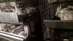 почистил клетки и посортировал семьи перепелов техаских бройлерных 30 день и 49