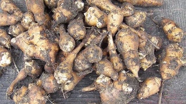 ЕГО ВЕЛИЧЕСТВО ТОПИНАМБУР смотреть онлайн