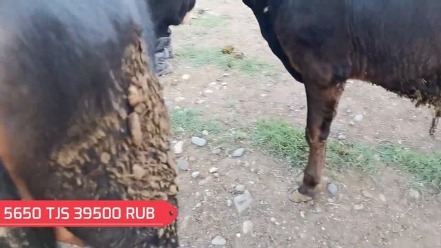 МОЛБОЗОРИ КРИЛЛИК РЕГАР НАРХИ ГНАЧИН БУКА бехтарин новинка 23 май 2020 шанбебозор