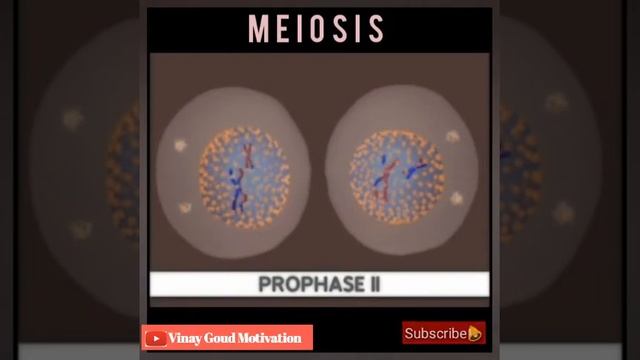 meiosis ||Anaphase||Metaphase||Prophase cell division animation video #Vinay_Goud_Motivation #NEET