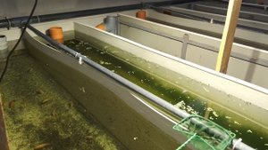 Хлорелла в узв - бесплатный фильтр, кислород и корм для рыбы!