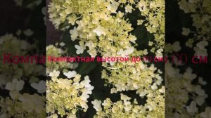 Милк энд Хани