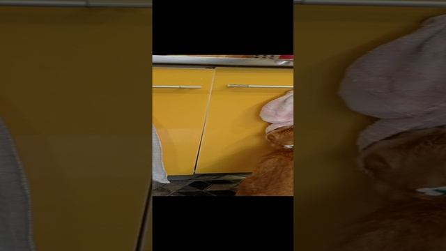 когда мама сказала вытирать морду после молока