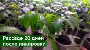 Рассада томатов в апреле. Подводим итоги.