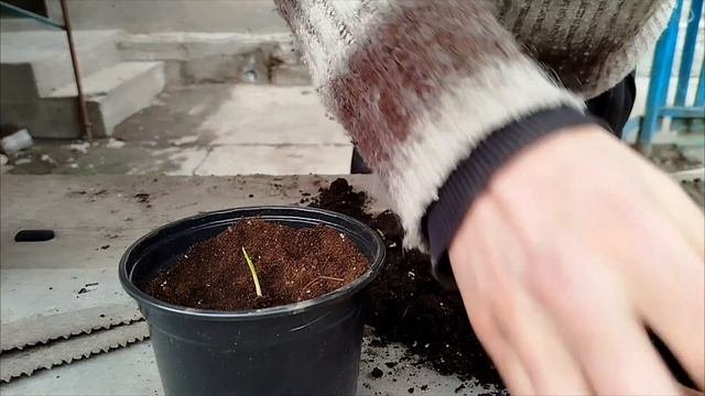 Как правильно пересадить Вашингтонию робусто.