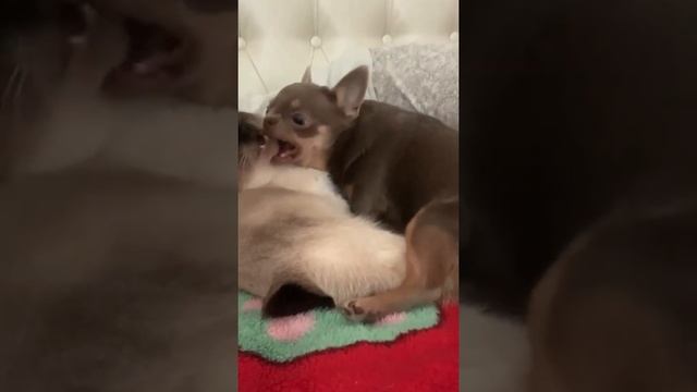Кошачьи нежности