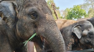 дудуу в Паттайе