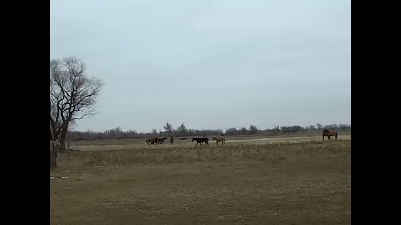 6.12.2024 ЧТО ДЕЛАТЬ? : ЛПХ В ОПАСНОСТИ смотреть онлайн