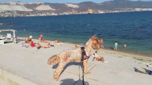 Бархатный сезон 2023😎🐕🏖🏝