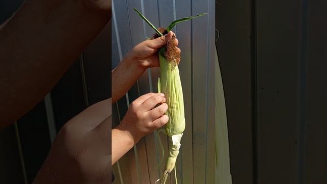 шокконтент смотреть онлайн