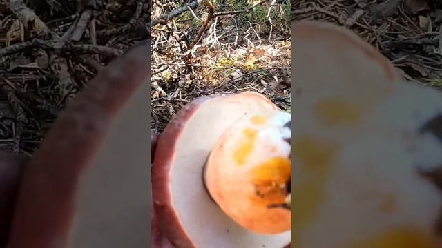 ВСЮ ЖИЗНЬ МЕЧТАЛ НАЙТИ ЭТОТ ЛЕС! ГДЕ ВСЕ В БЕЛЫХ ГРИБАХ УСЕЯНО! ЗАШЁЛ В СОСНЫ И ОБАЛДЕЛ! БОРОВИКИ