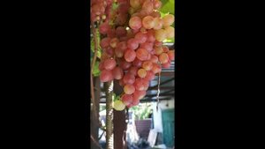 Кишмиш Мармеладный