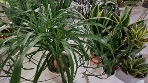 Обзор замиокулькас Равен, сансевиерии,кактус хвост обезьяны #plants #top #обзор #garden #растения