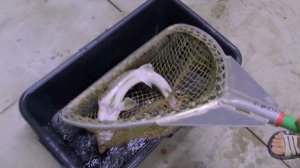 Сахалинский Осетр