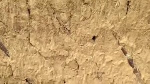 Осмии в стене дома