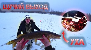 Надрали ЩУК на жерлицы! Выход щуки!