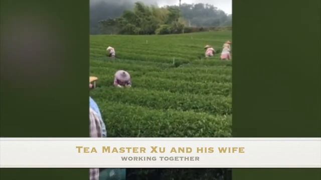 CC Fine Tea: A Li Shan Oolong Tea Garden смотреть онлайн
