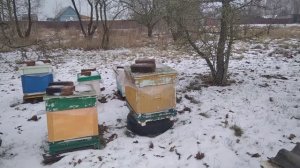 #1. 07-01-2025 Обзор зимовки пчел.