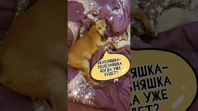 Как порадовать собаку? Вкусное и полезное лакомство для собак. Рецепт. #Shorts