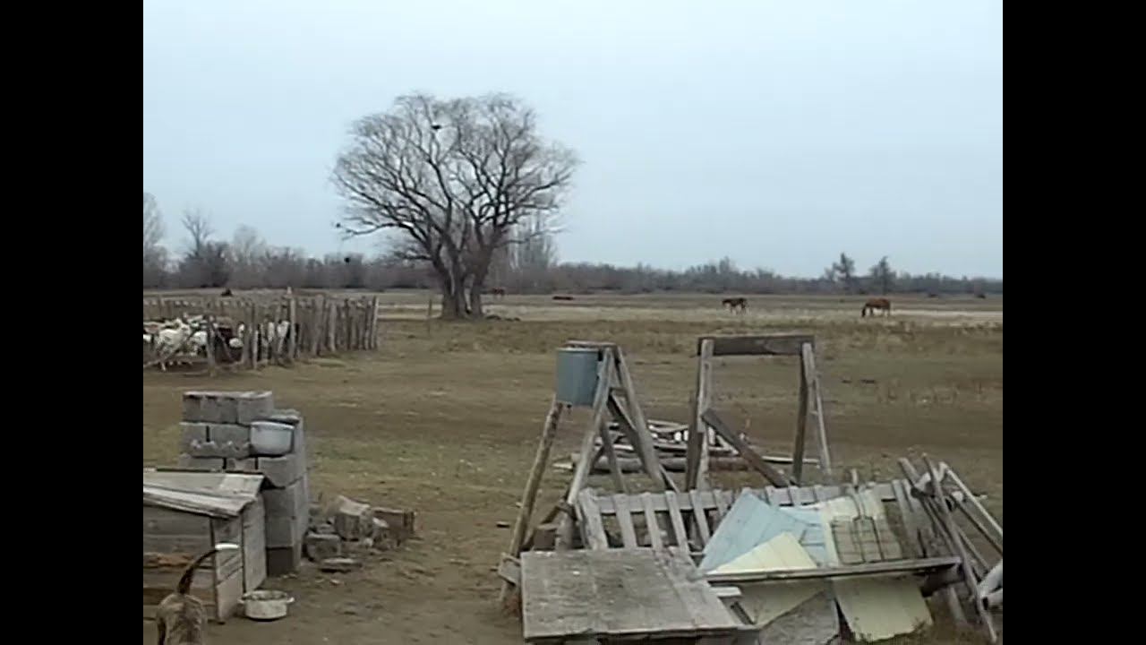 2.12.2024 ЧТО ДЕЛАТЬ? : ЛПХ В ОПАСНОСТИ смотреть онлайн