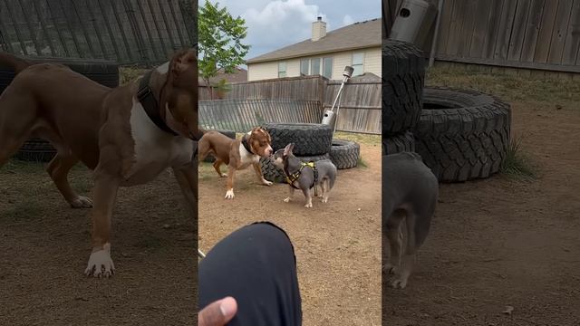 Frenchie vs bully смотреть онлайн