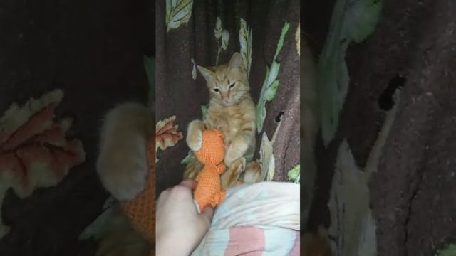 19-01-2025 дети качают кота в самодельном гамаке!
