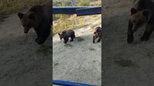 медведь, север талинка, вахта